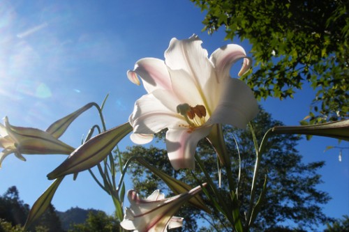 百合金针争艳! 北市后花园花海动人